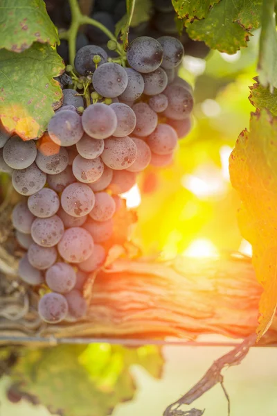 Пышный виноградник с красным виноградом под палящим солнцем — стоковое фото