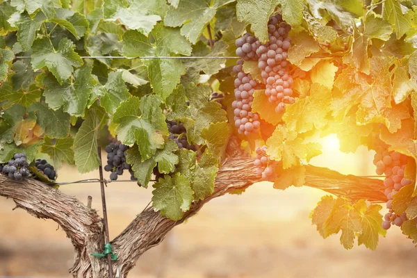 Пышный, спелый виноград на виноградной лозе — стоковое фото