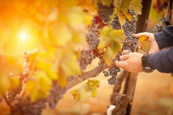 Agricultor inspeccionando sus uvas de vino maduras — Foto de Stock