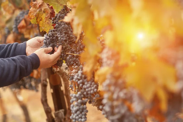 Agricultor inspecionando suas uvas de vinho na vinha — Fotografia de Stock