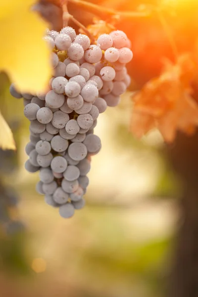 Piękne bujną Winnica winogron w porannym słońcu i mgła — Zdjęcie stockowe