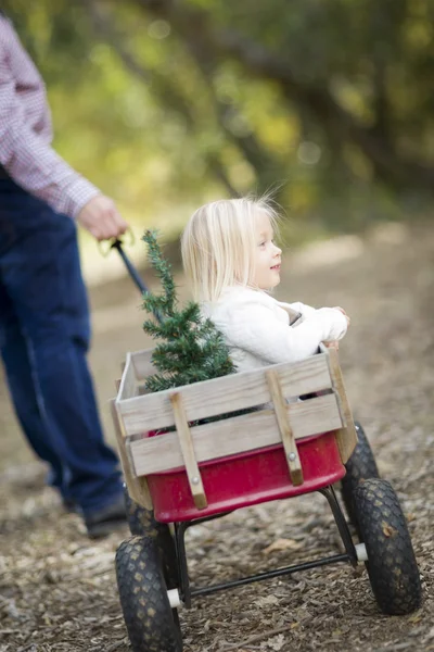 Pappa drar Baby flicka i vagnen med julgran — Stockfoto