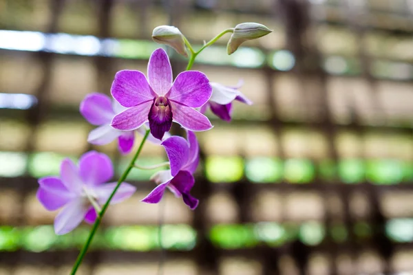 Orchidea a Soroa orchidea botanikus kert Kubában — Stock Fotó