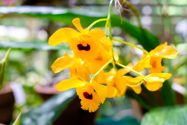 Орхидея в Ботаническом саду Сороа на Кубе — стоковое фото