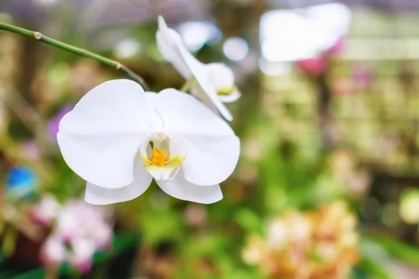 Orchidée au Jardin Botanique des Orchidées de Soroa à Cuba — Photo