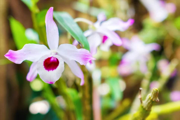 Orchidea a Soroa orchidea botanikus kert Kubában — Stock Fotó