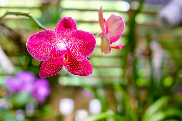 Orchidea a Soroa orchidea botanikus kert Kubában — Stock Fotó