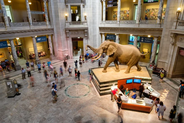 Museu Nacional de História Natural em Washington D.C. . — Fotografia de Stock