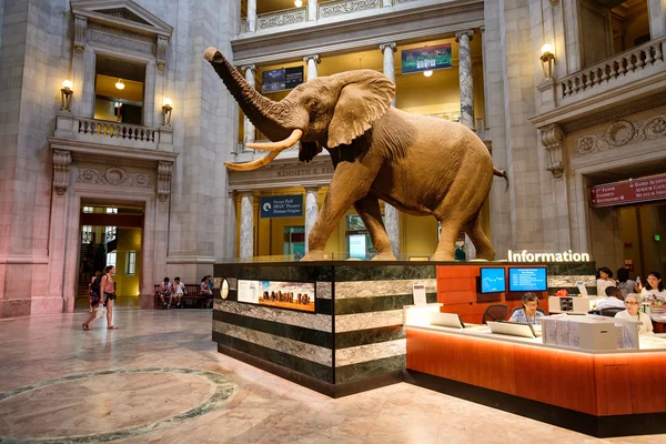 National Museum of Natural History in Washington D.C.. — Stockfoto