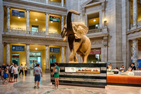 Národní muzeum přírodní historie ve Washingtonu DC. — Stock fotografie
