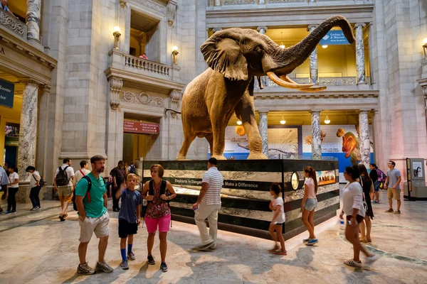 Museu Nacional de História Natural em Washington D.C. . — Fotografia de Stock