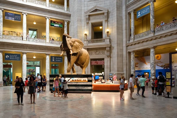 Národní muzeum přírodní historie ve Washingtonu DC. — Stock fotografie