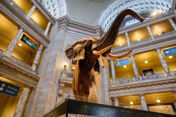 National Museum of Natural History in Washington D.C.. — Stockfoto