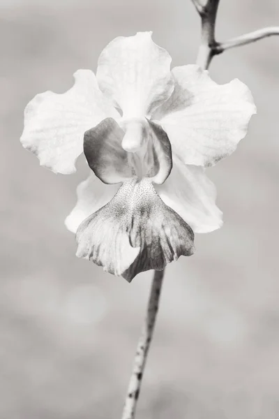 Orchidées Exotiques Délicates Noir Blanc — Photo