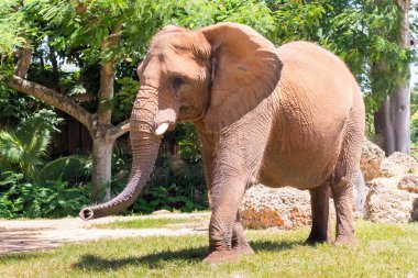 miami metrozoo, erkek Afrika fili