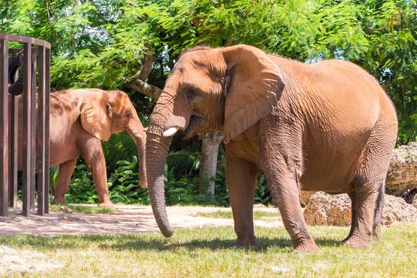 Mężczyzna słonie afrykańskie w miami metrozoo — Zdjęcie stockowe