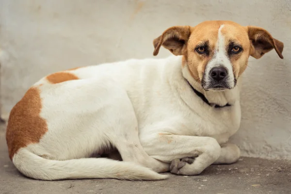 Perro callejero abandonado — Foto de Stock