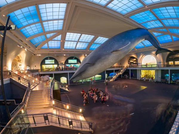 Mořský život pokoj v American Museum of Natural History v Ne — Stock fotografie