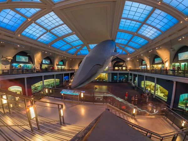 Ne の自然史のアメリカ博物館で海洋生物の部屋 — ストック写真
