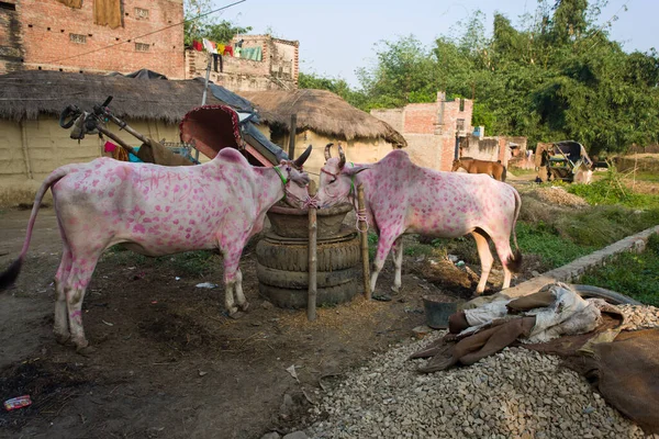 Raxaul 11月10 インドの貧しい町2013年11月10日 インドのビハール州ラクソールで ビハール州はインドで最も貧しい州の一つである 1人当たりの所得は約300ドルです — ストック写真