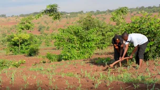 Невідомі Люди Які Працюють Фермі Дедзі Малаві Грудня 2020 Року — стокове відео