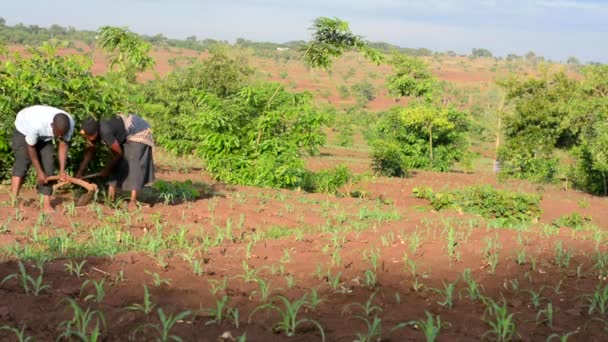 Aralık 2020 Dedza Malawi Bir Çiftlikte Çalışan Kimliği Belirsiz Insanlar — Stok video
