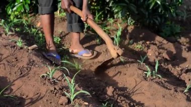 Dedza, Malawi 'de bir çiftlikte çalışan kimliği belirsiz Afrikalı bir adam, 19 Aralık 2020