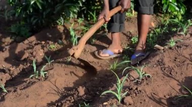 Dedza, Malawi 'de bir çiftlikte çalışan kimliği belirsiz Afrikalı bir adam, 19 Aralık 2020