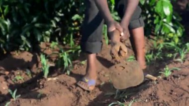 Dedza, Malawi 'de bir çiftlikte çalışan kimliği belirsiz Afrikalı bir adam, 19 Aralık 2020