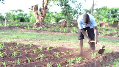 Dedza, Malawi 'de bir çiftlikte çalışan kimliği belirsiz Afrikalı bir adam, 19 Aralık 2020