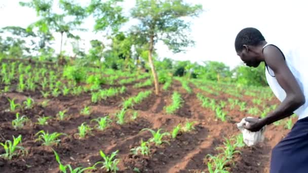 Homem Africano Não Identificado Trabalhando Uma Fazenda Dedza Malawi Dezembro — Vídeo de Stock