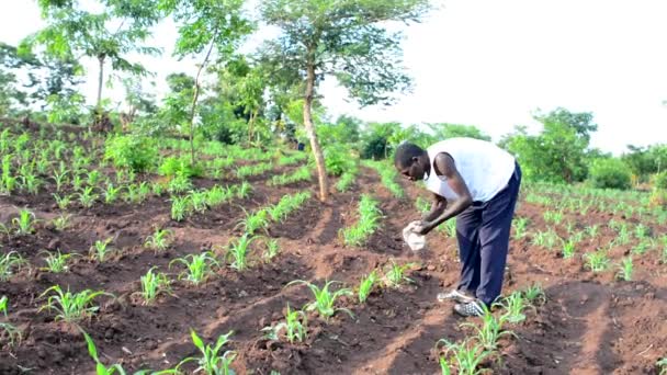 Dedza Malawi Bir Çiftlikte Çalışan Kimliği Belirsiz Afrikalı Bir Adam — Stok video