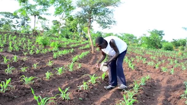 Uomo Africano Non Identificato Che Lavora Una Fattoria Dedza Malawi — Video Stock