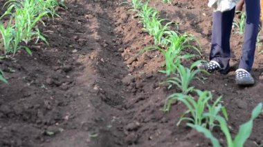 Dedza, Malawi 'de bir çiftlikte çalışan kimliği belirsiz Afrikalı bir adam, 19 Aralık 2020