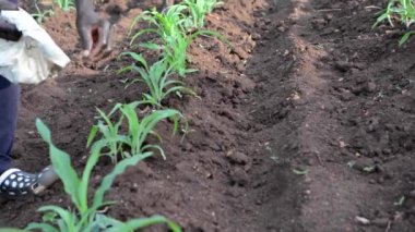 Dedza, Malawi 'de bir çiftlikte çalışan kimliği belirsiz Afrikalı bir adam, 19 Aralık 2020