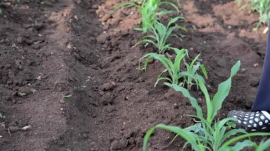 Dedza, Malawi 'de bir çiftlikte çalışan kimliği belirsiz Afrikalı bir adam, 19 Aralık 2020