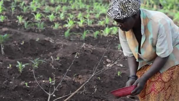 Oidentifierad Kvinna Som Arbetar Gård Dedza Malawi December 2020 — Stockvideo