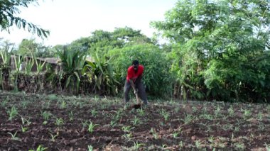 Dedza, Malawi 'de bir çiftlikte çalışan kimliği belirsiz Afrikalı bir adam, 19 Aralık 2020