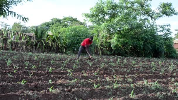 Hombre Africano Identificado Trabajando Una Granja Dedza Malawi Diciembre 2020 — Vídeo de stock