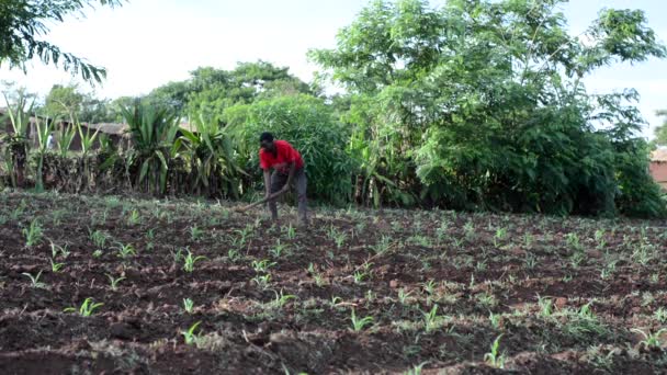 Homem Africano Não Identificado Trabalhando Uma Fazenda Dedza Malawi Dezembro — Vídeo de Stock