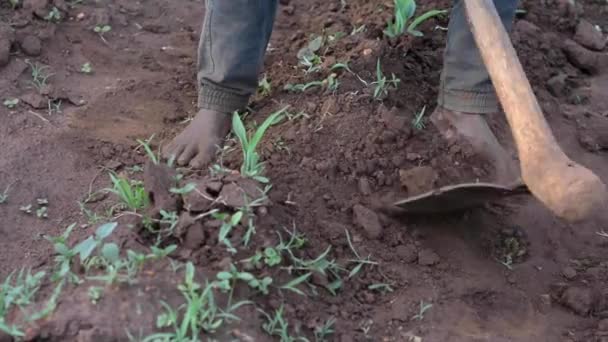 Unbekannter Afrikanischer Mann Arbeitet Auf Einer Farm Dedza Malawi Dezember — Stockvideo