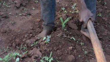 Dedza, Malawi 'de bir çiftlikte çalışan kimliği belirsiz Afrikalı bir adam, 19 Aralık 2020