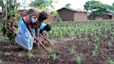 Kimliği belirsiz bir kadın ve kız Dedza, Malawi 'de bir çiftlikte çalışıyor, 19 Aralık 2020 