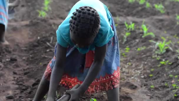 Menina Não Identificada Trabalhando Uma Fazenda Dedza Malawi Dezembro 2020 — Vídeo de Stock