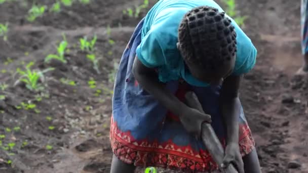 Kimliği Belirsiz Bir Kadın Kız Dedza Malawi Bir Çiftlikte Çalışıyor — Stok video