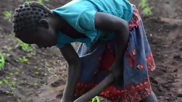 Dedza Malawi Bir Çiftlikte Çalışan Kimliği Belirsiz Bir Kız Aralık — Stok video