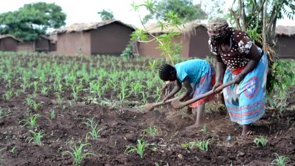 Невідома Жінка Дівчинка Які Працюють Фермі Дедзі Малаві Грудня 2020 — стокове відео