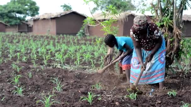 Kimliği Belirsiz Bir Kadın Kız Dedza Malawi Bir Çiftlikte Çalışıyor — Stok video