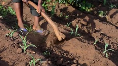 Dedza, Malawi 'de bir çiftlikte çalışan kimliği belirsiz Afrikalı bir adam, 19 Aralık 2020