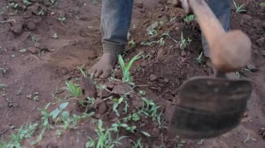 Dedza, Malawi 'de bir çiftlikte çalışan kimliği belirsiz Afrikalı bir adam, 19 Aralık 2020